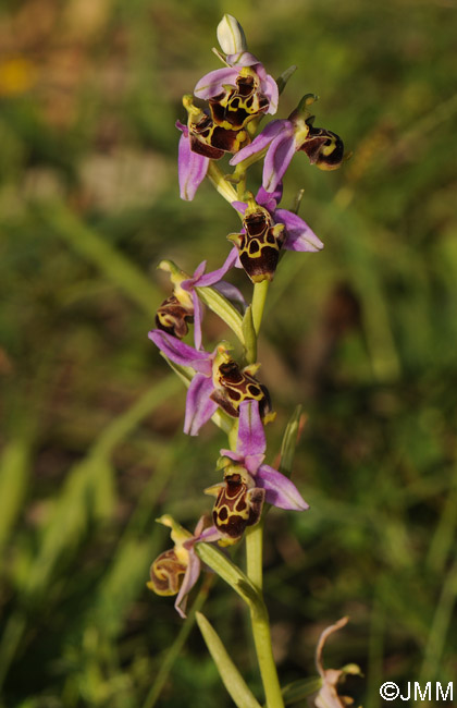 Ophrys polyxo