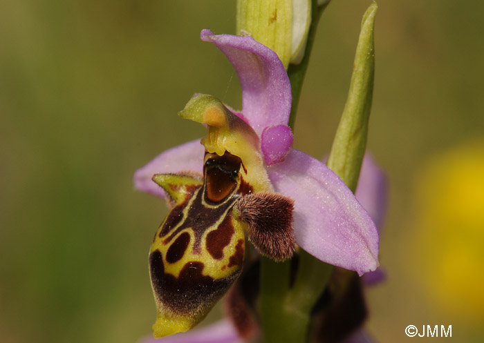 Ophrys polyxo