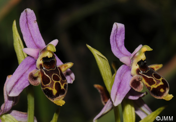 Ophrys polyxo