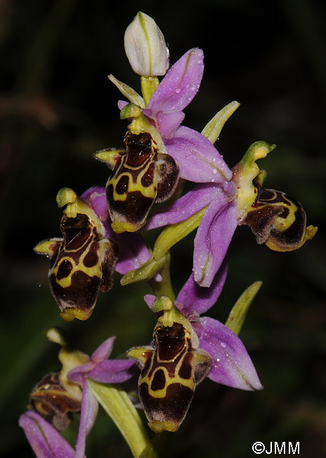 Ophrys polyxo