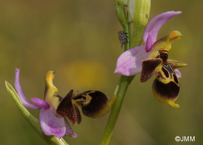 Ophrys polyxo