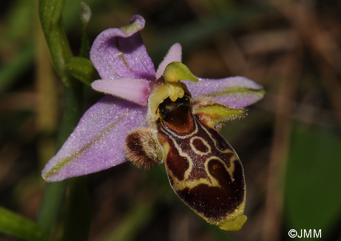 Ophrys polyxo