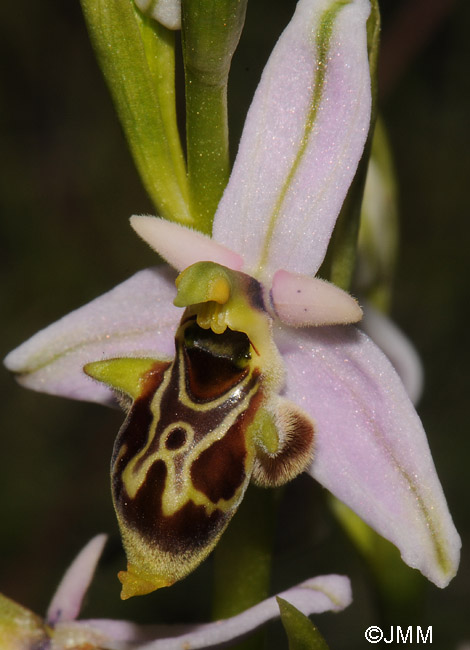 Ophrys polyxo