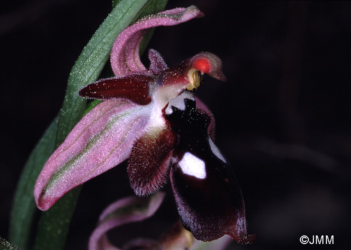 Ophrys reinholdii