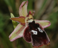 Ophrys reinholdii