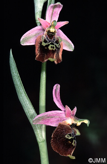 Ophrys saliarisii