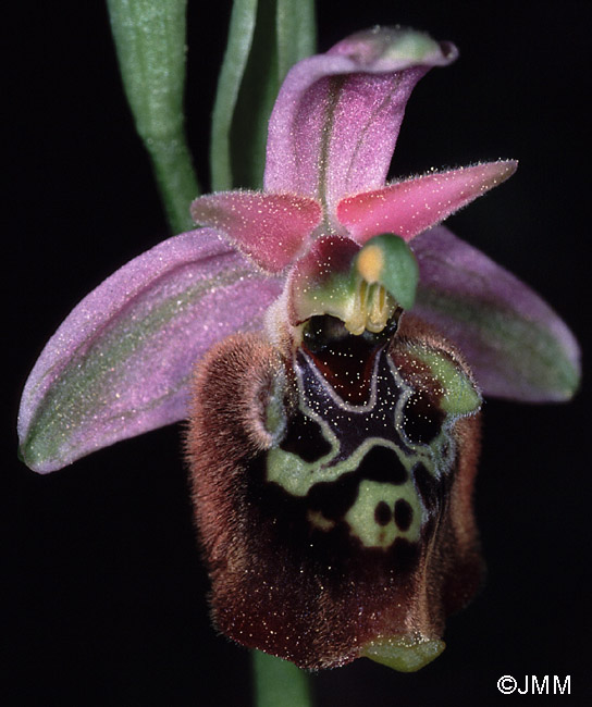 Ophrys saliarisii