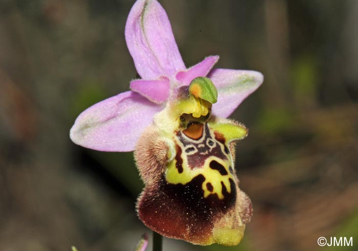 Ophrys saliarisii