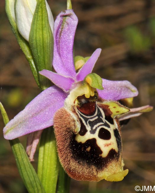 Ophrys saliarisii