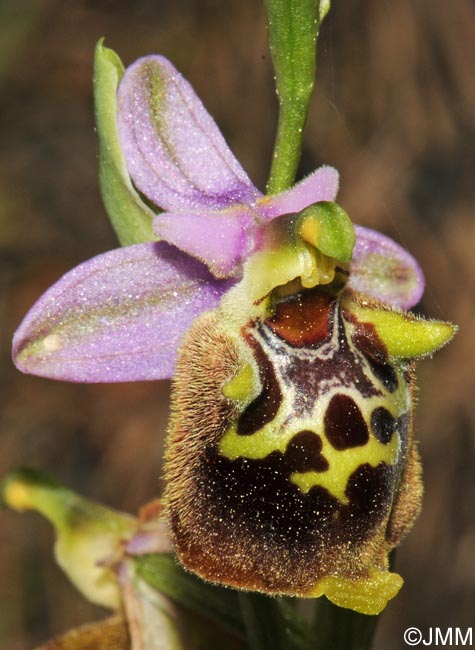 Ophrys saliarisii