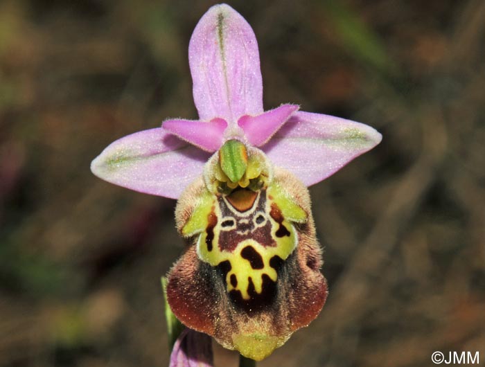 Ophrys saliarisii