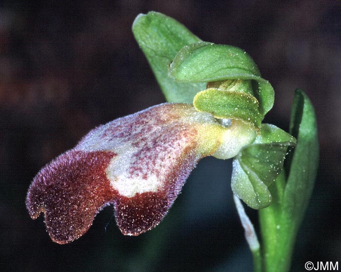 Ophrys sitiaca