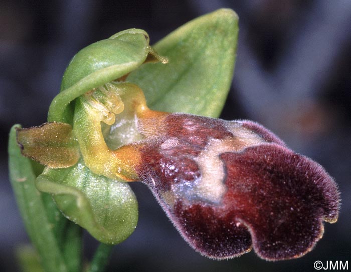 Ophrys sitiaca