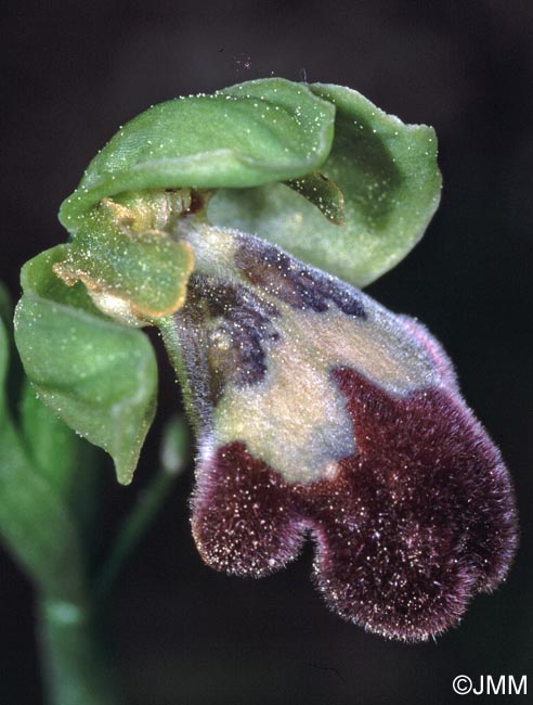 Ophrys sitiaca