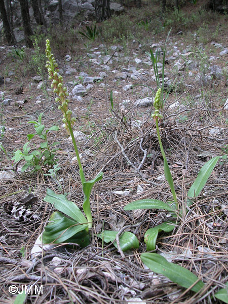 Orchis anthropophora