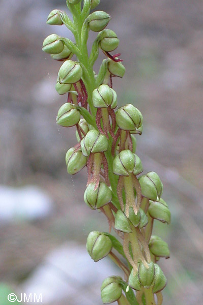 Orchis anthropophora