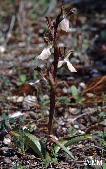 Orchis collina