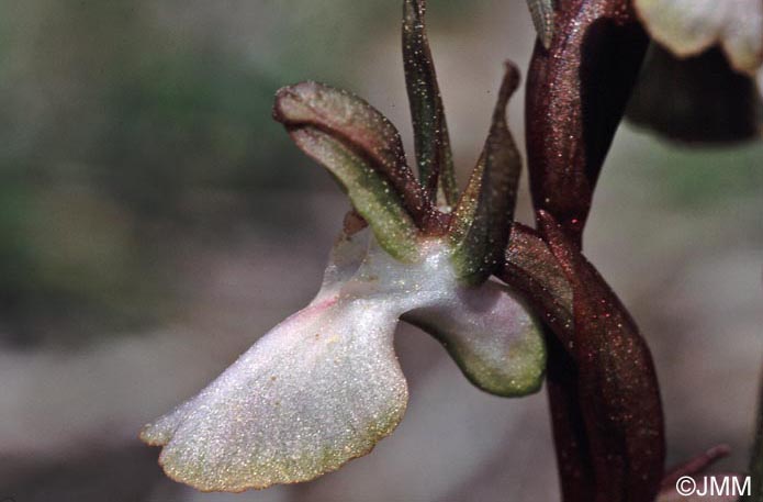 Orchis collina