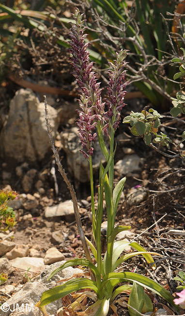 Orchis fragrans 