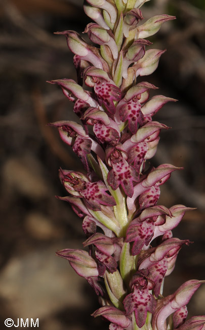 Orchis fragrans 