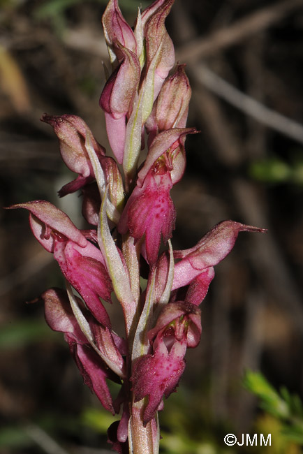 Orchis fragrans x sancta