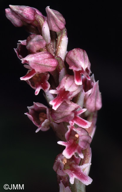 Orchis intacta