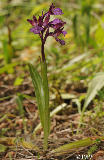 Orchis papilionacea subsp. thaliae