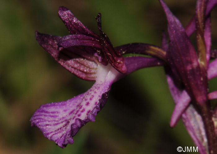 Orchis papilionacea subsp. thaliae