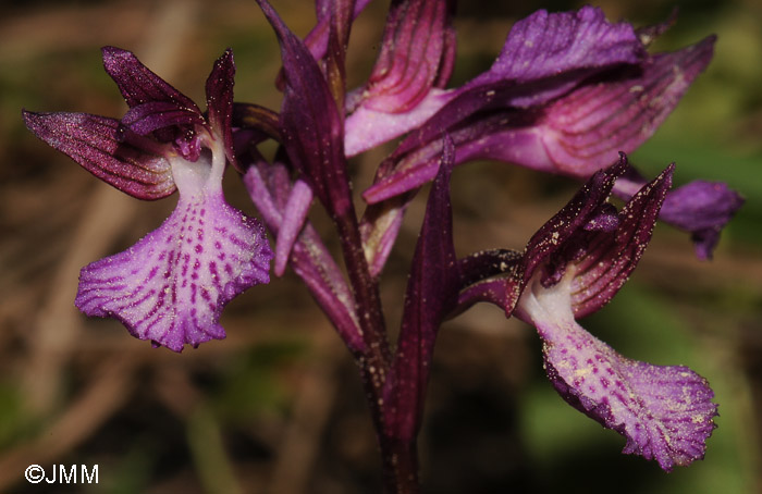 Orchis papilionacea subsp. thaliae