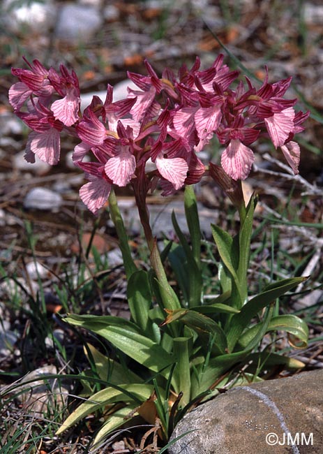 Orchis papilionacea var. heroica