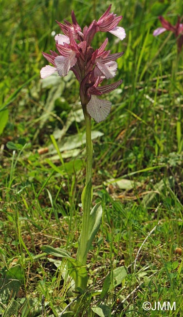 Orchis papilionacea var. heroica