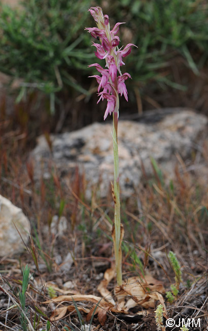 Orchis sancta