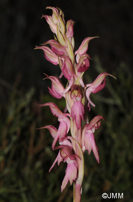 Orchis sancta