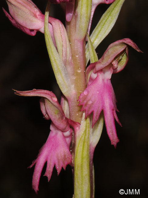 Orchis sancta