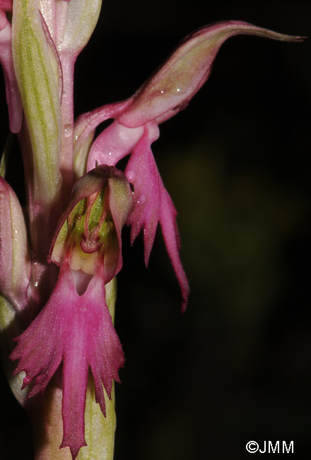 Orchis sancta