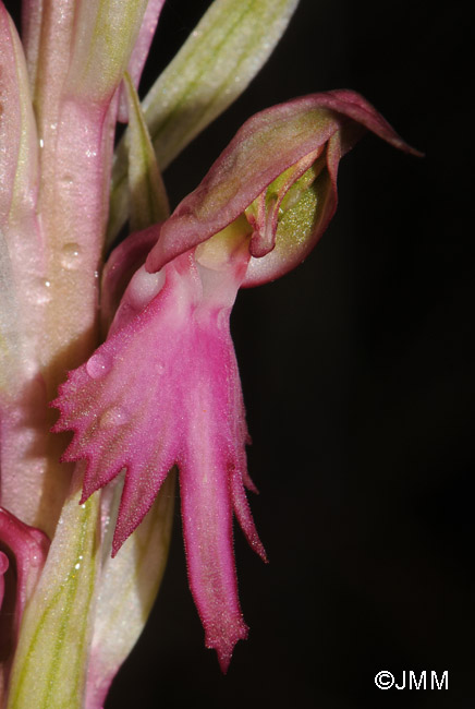 Orchis sancta