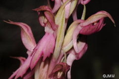 Orchis sancta