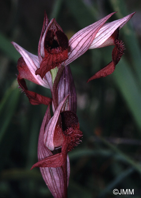 Serapias carica