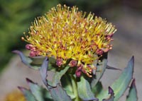 Rhodiola rosea