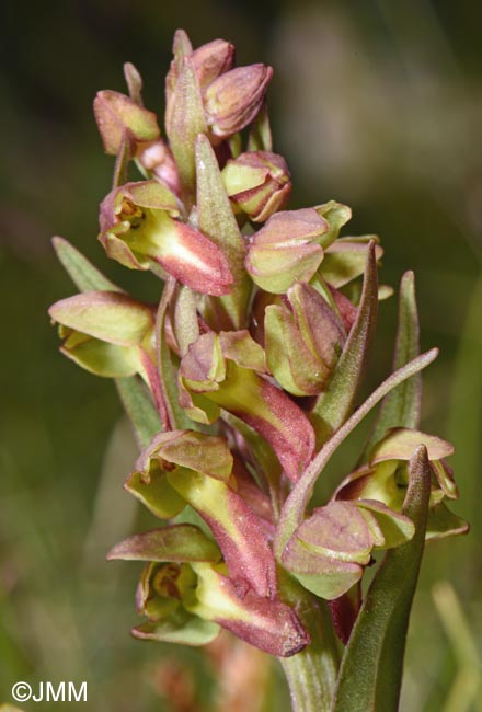 Coeloglossum viride