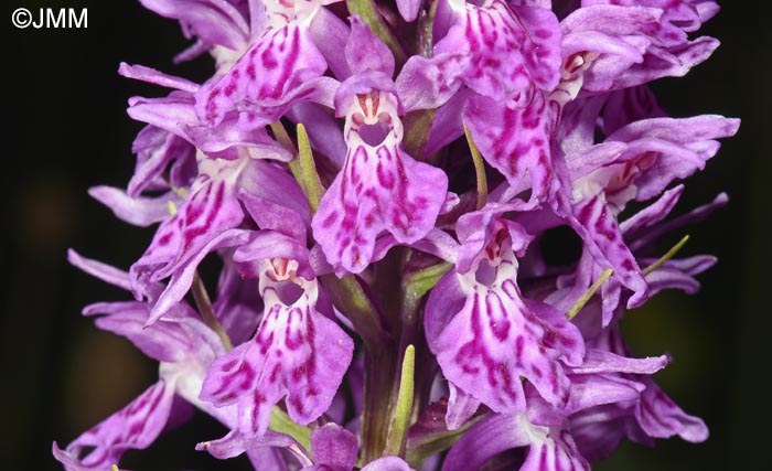 Dactylorhiza bucovina