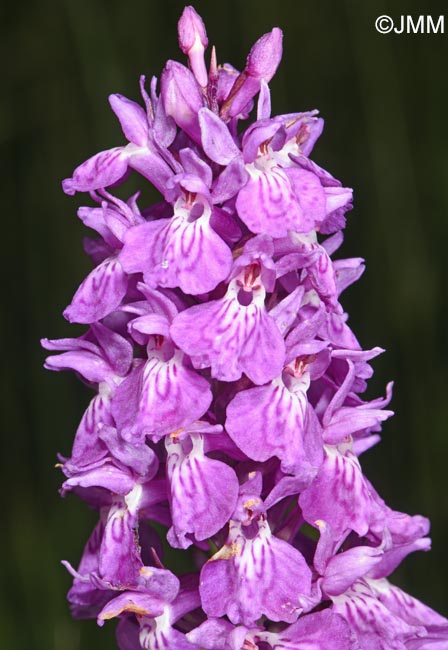 Dactylorhiza bucovina