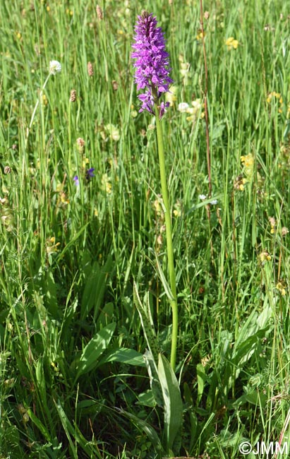 Dactylorhiza bucovina