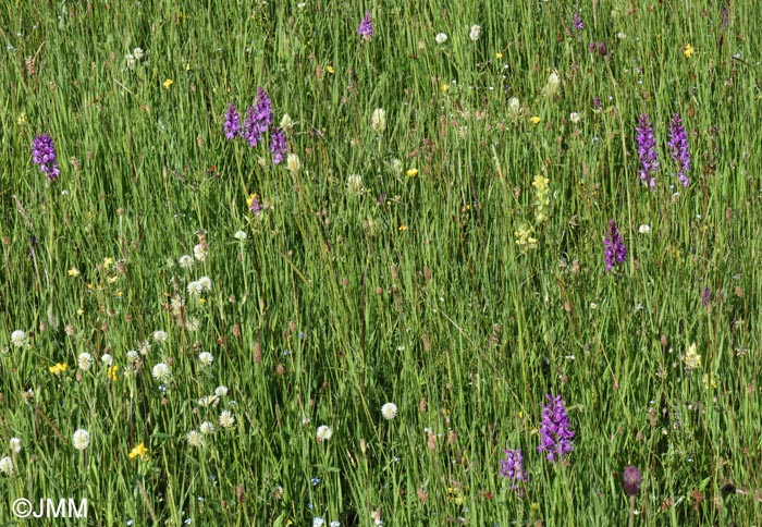 Dactylorhiza bucovina