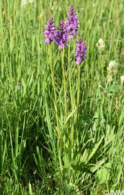 Dactylorhiza bucovina