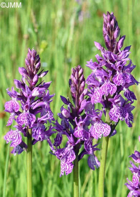 Dactylorhiza bucovina