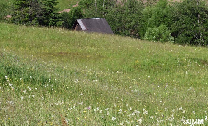 Dactylorhiza bucovina : biotope
