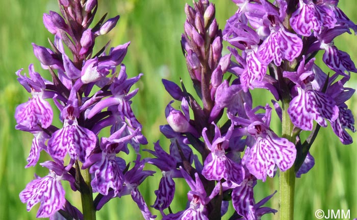 Dactylorhiza bucovina