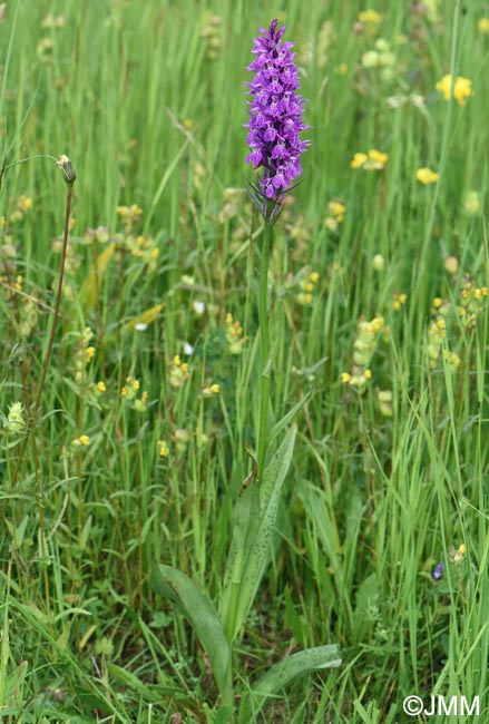 Dactylorhiza bucovina