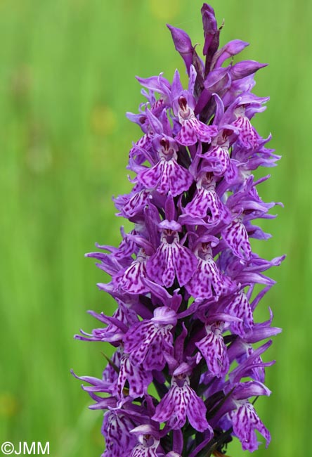Dactylorhiza bucovina